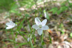 Claytonia