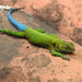 Guatemalan Emerald Spiny Lizard - Photo (c) Jessica y Oscar, some rights reserved (CC BY-NC), uploaded by Jessica y Oscar