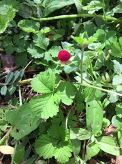 Potentilla hebiichigo
