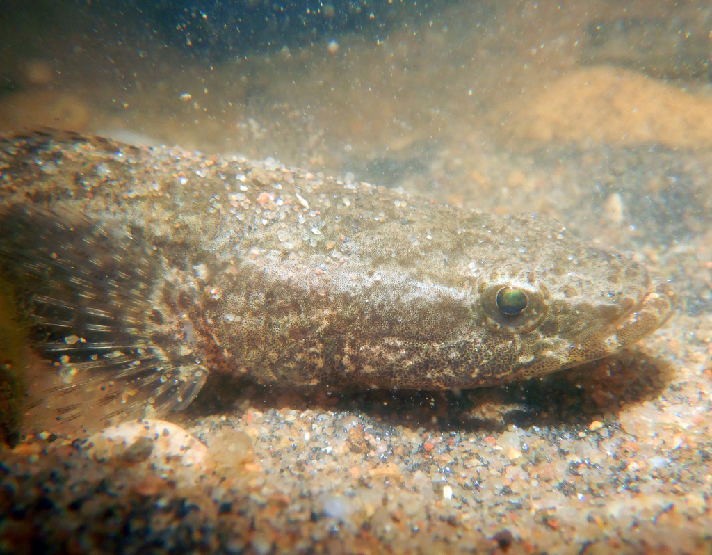 Blackbanded Gudgeon