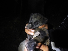 Nasua olivacea