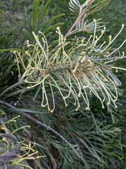 Grevillea robusta