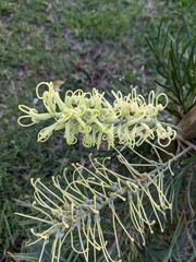 Grevillea robusta