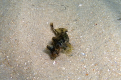 Cristiceps australis