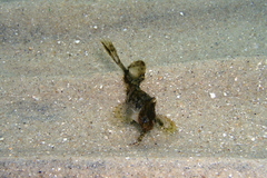 Cristiceps australis