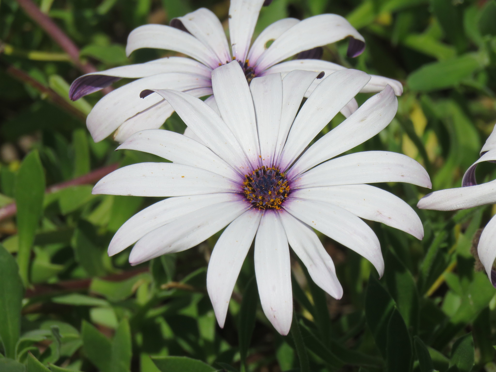 Dimorphotheca