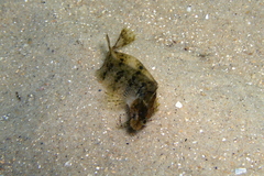 Cristiceps australis