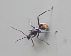 Polyrhachis brisbanensis