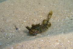 Cristiceps australis