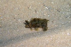 Cristiceps australis