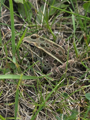 Northern Leopard Frog