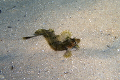 Cristiceps australis