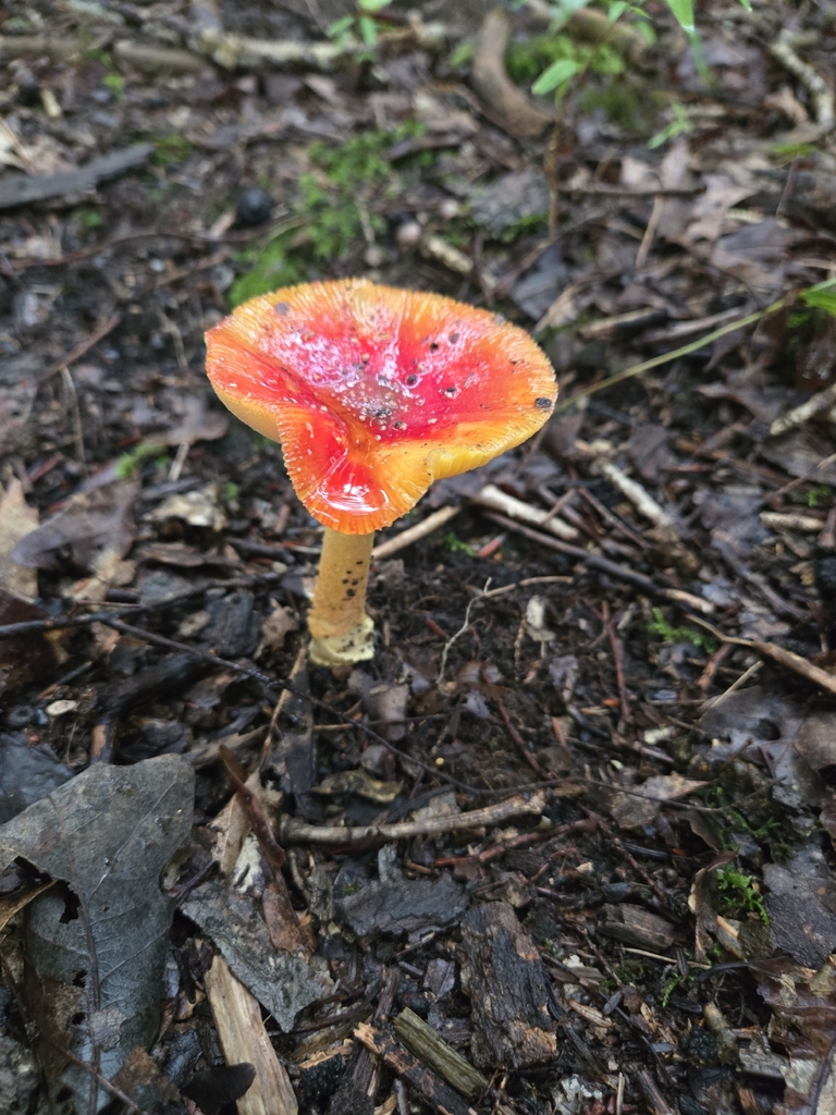 False Caesar's Mushroom · August 2026 · photo: Photo: (c) Mary Grim, some rights reserved (CC BY) · iNaturalist