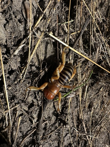 iNaturalist observation photo of North American Jerusalem Crickets