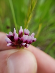 Trifolium variegatum variegatum