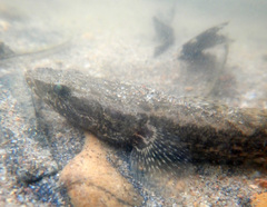 Oxyeleotris selheimi