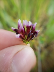Trifolium variegatum variegatum