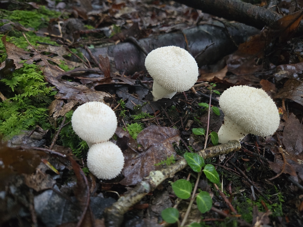 common puffball · August 2026 · photo: Photo: (c) Mary Grim, some rights reserved (CC BY) · iNaturalist