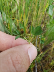 Trifolium variegatum variegatum