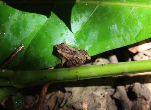 Bransford's Litter Frog, Craugastor bransfordii