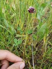 Trifolium variegatum variegatum