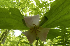 Trillium catesbaei