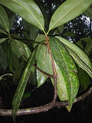 Magnolia grandiflora