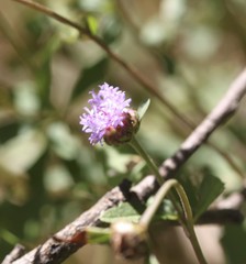 Centratherum riparium