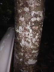 Magnolia grandiflora