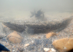 Oxyeleotris selheimi