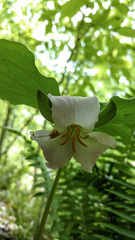 Trillium catesbaei