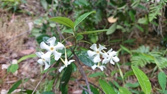 Trachelospermum asiaticum