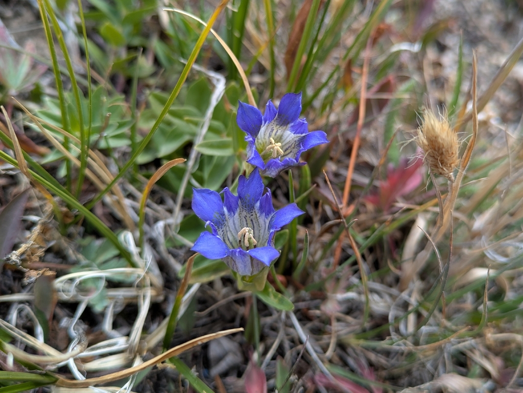 Gentiana parryi; photograph author not stated, no rights reserved