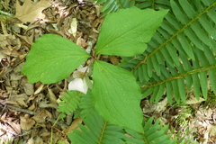 Trillium catesbaei