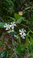 Trachelospermum asiaticum