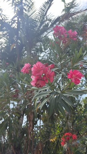 oleander