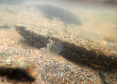 Oxyeleotris selheimi