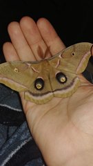 Antheraea polyphemus