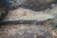 Oxyeleotris selheimi