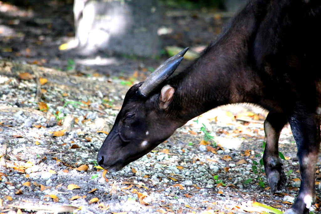 Lowland Anoa