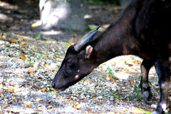 Anoa photo 4