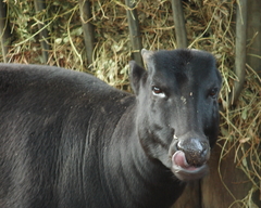 Anoa photo 5