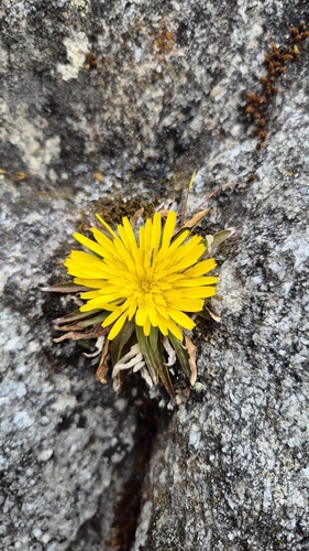 Hypochaeris sessiliflora, photograph 1