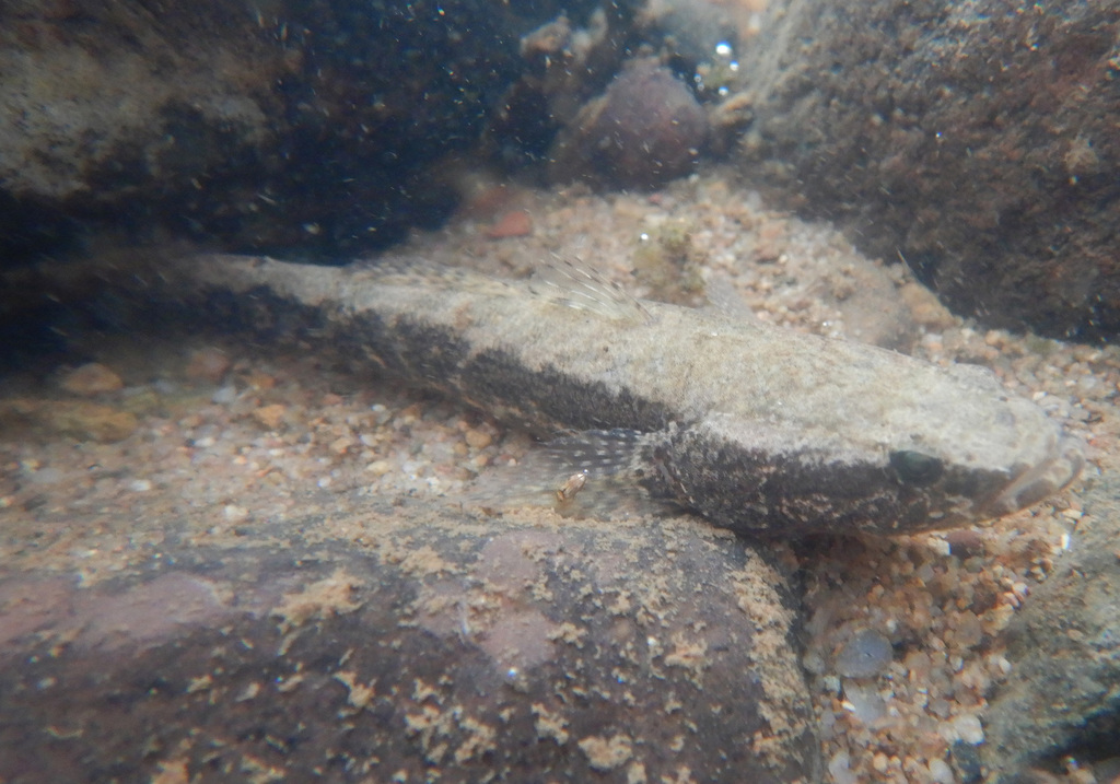 Black banded gudgeon (Oxyeleotris selheimi) — Eleotridae