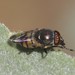 Stomorhina discolor - Photo (c) Ian McMaster, some rights reserved (CC BY-NC), uploaded by Ian McMaster