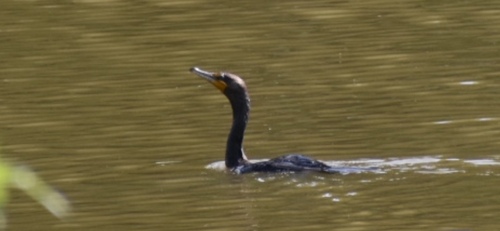 Double-crested Cormorant