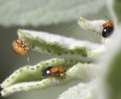 Nisotra bicolorata