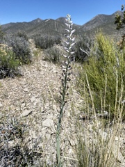 Caulanthus crassicaulis