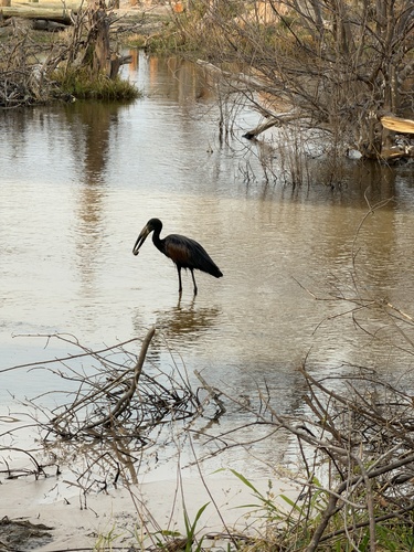 African Openbill