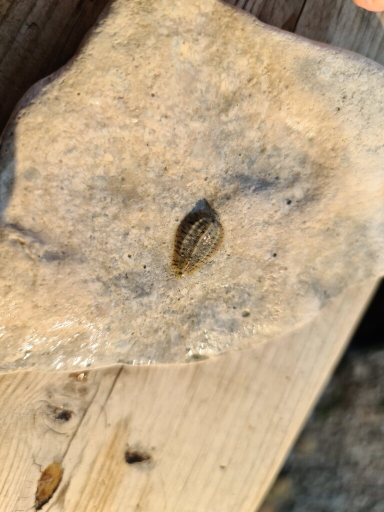Placobdella montifera